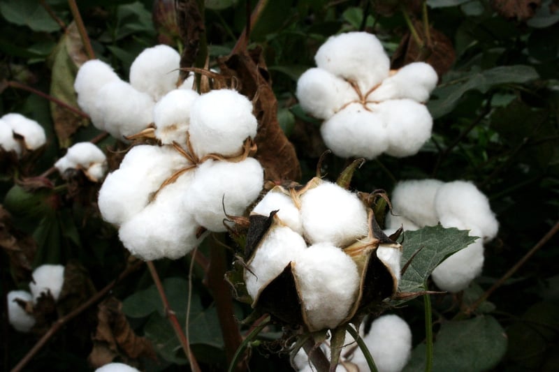 Organic Textiles